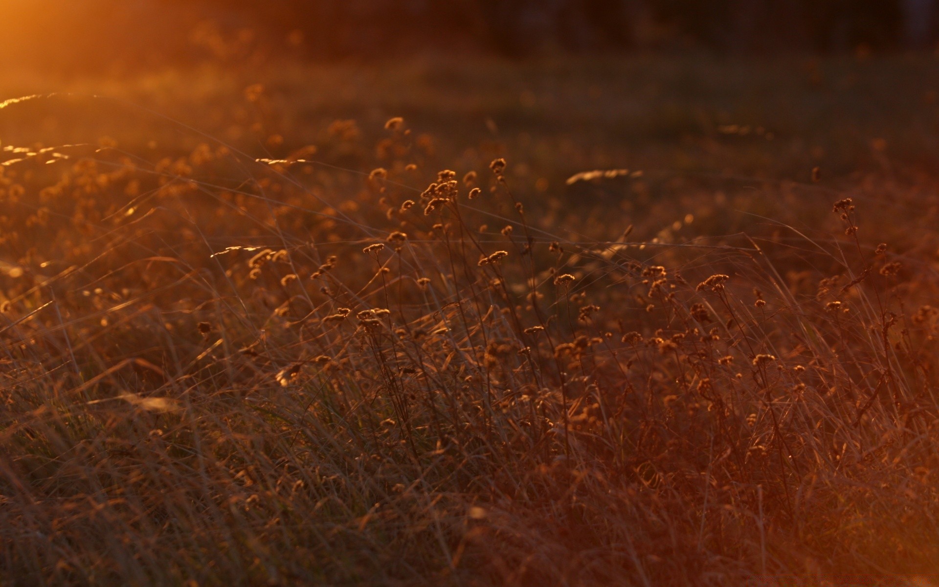 sommer desktop abstrakt textur sonnenuntergang farbe reflexion dämmerung dunkel gold unschärfe licht muster