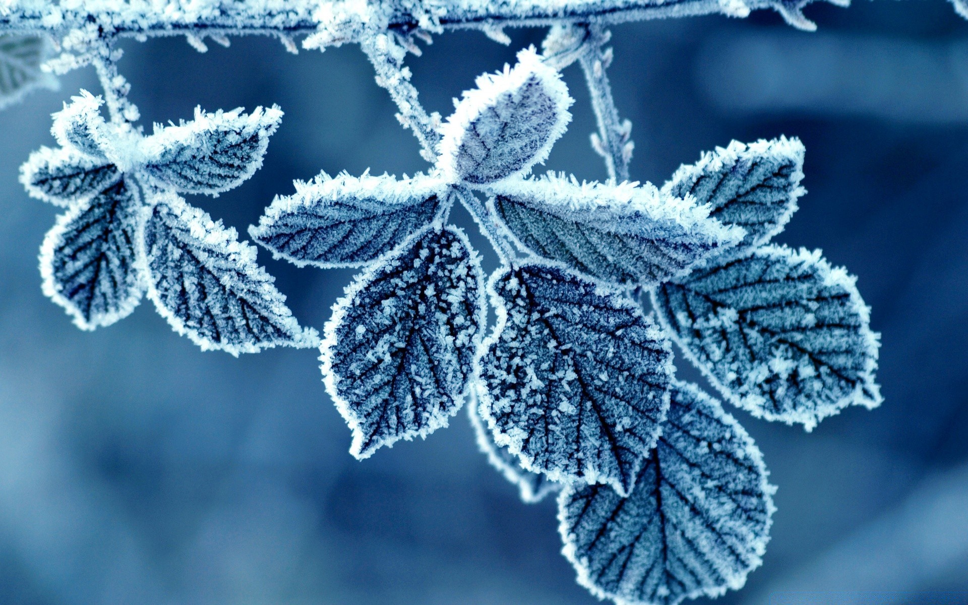 winter frost season nature leaf frozen flora christmas snow cold branch bright desktop frosty tree color close-up outdoors decoration