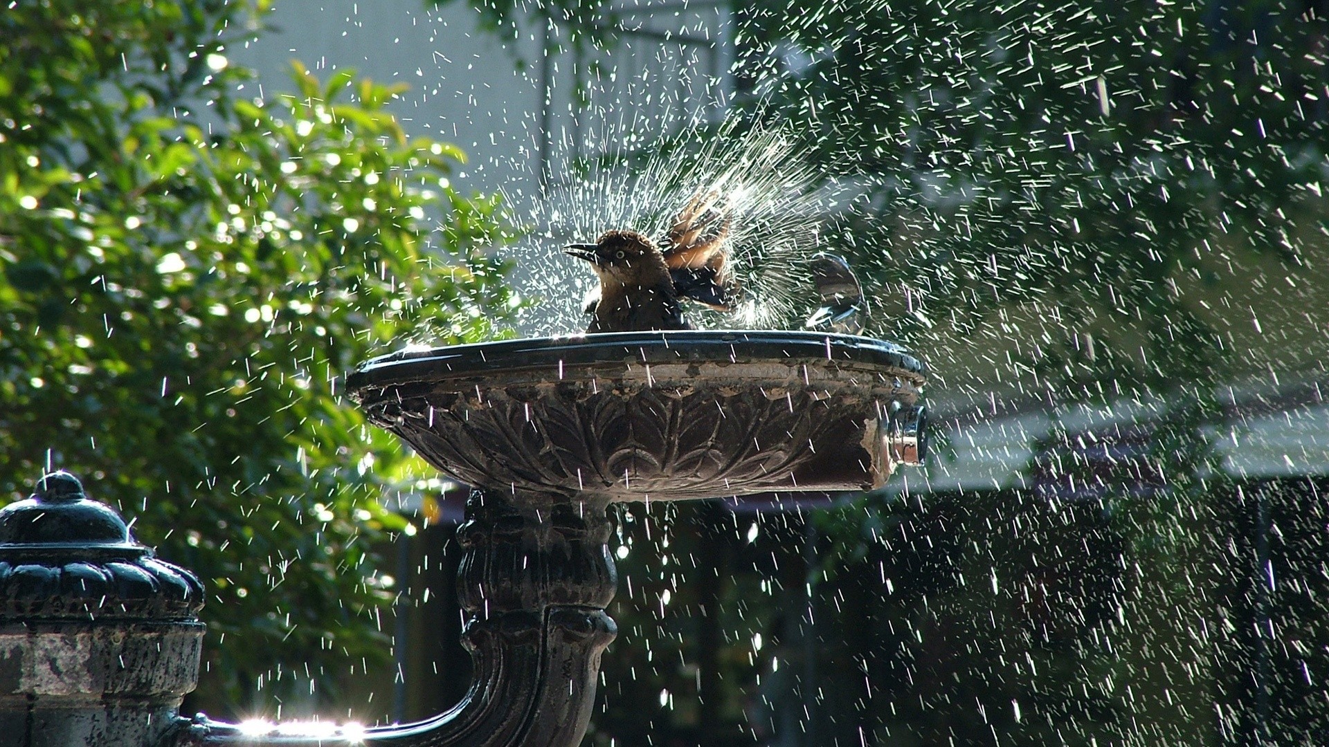 verano agua al aire libre naturaleza pájaro jardín lluvia parque árbol fuente mojado viajes coche solo