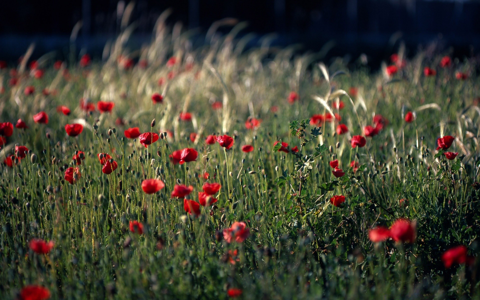 sommer feld blume poppy heuhaufen gras flora natur des ländlichen raumes farbe garten blühen floral blütenblatt landschaft bauernhof im freien wachstum weiden