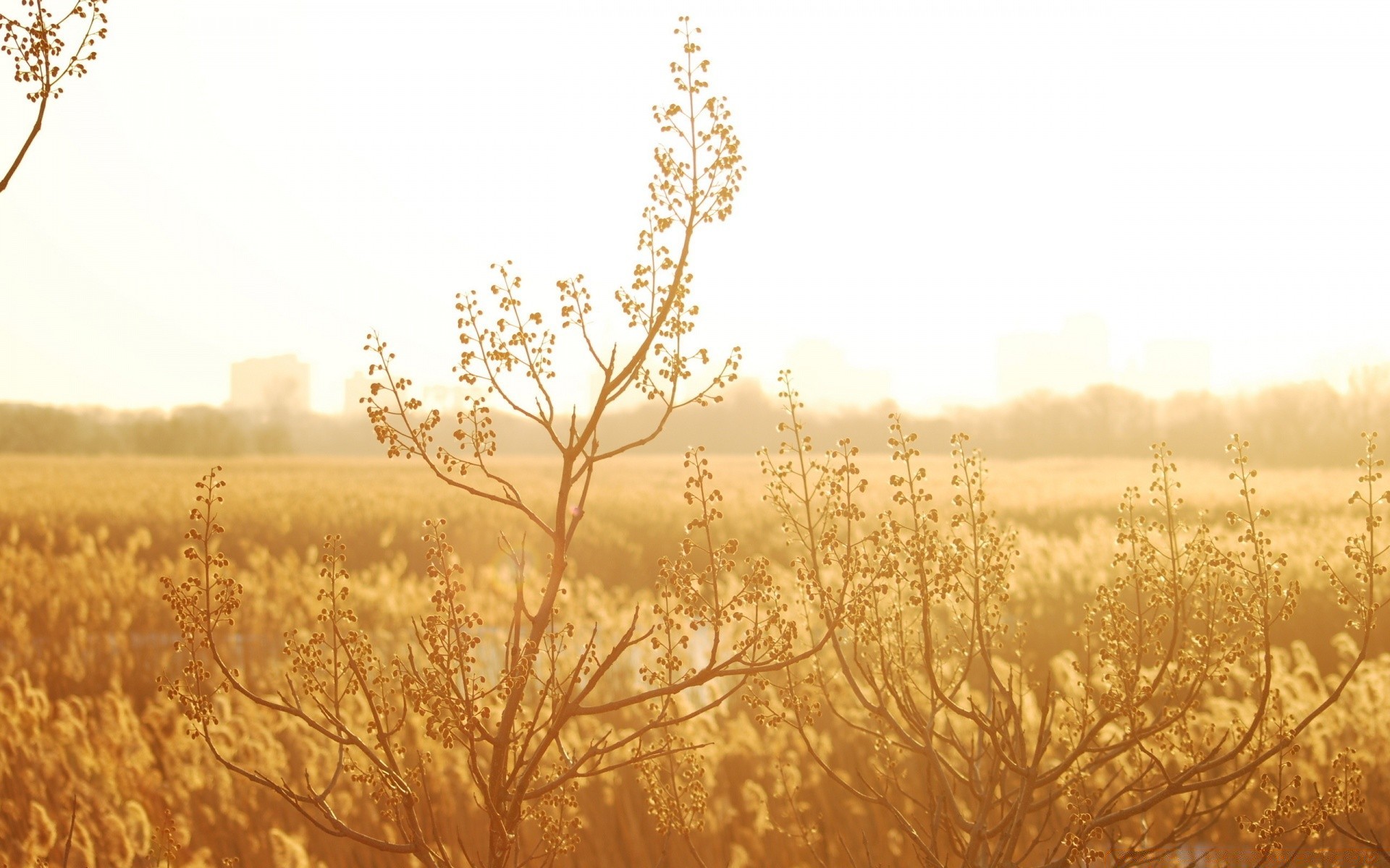 sommer jahreszeit landschaft natur feld herbst baum gold sonne dämmerung des ländlichen raumes gutes wetter landschaft desktop himmel winter sonnenuntergang hell szene flora im freien