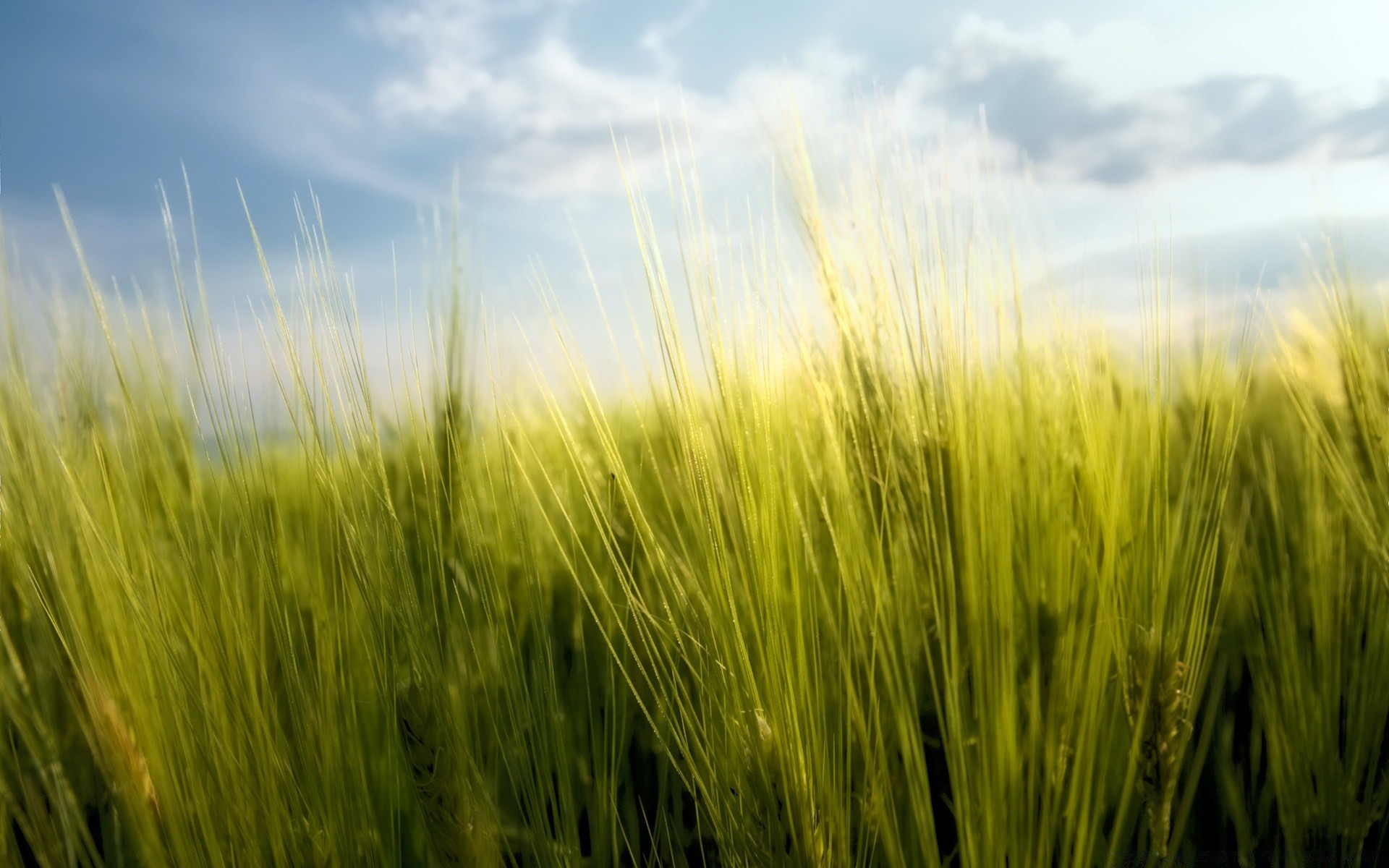 verão cereais pastagem rural trigo crescimento grama campo sol milho rural terras agrícolas fazenda agricultura colheita natureza palha pão bom tempo