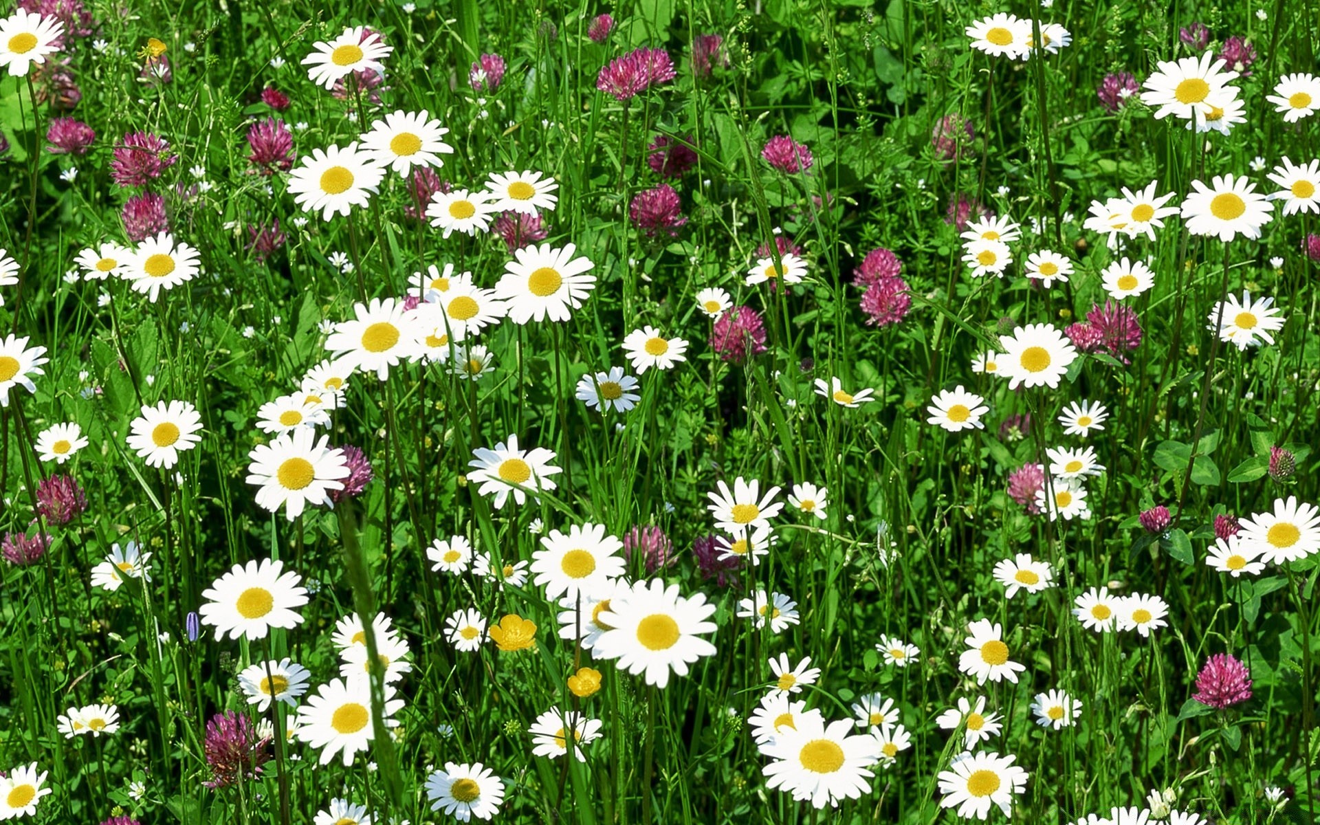 sommer blume flora natur feld garten gras blumen heuhaufen blütenblatt blühen blatt farbe saison rasen hell wachstum sonne schön im freien