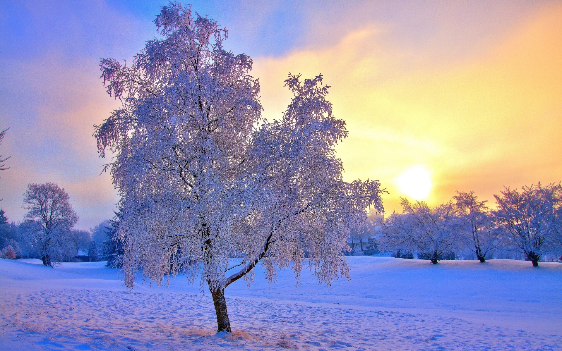 winter tree snow dawn cold season frost wood fair weather landscape nature branch weather frozen sun scenic park ice