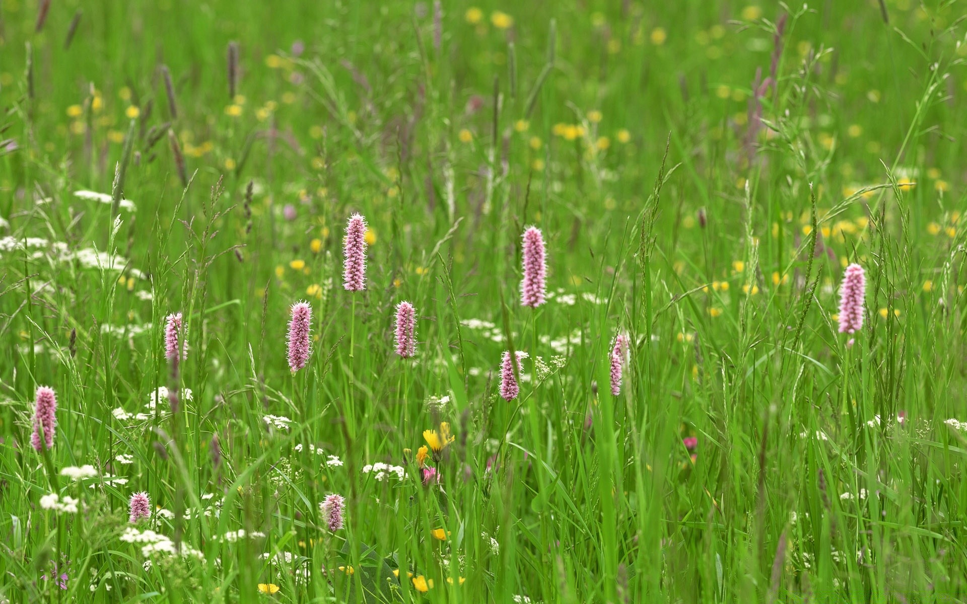 estate erba campo natura fiore fieno flora all aperto giardino bel tempo rurale foglia luminoso ambiente selvaggio floreale fioritura colore stagione