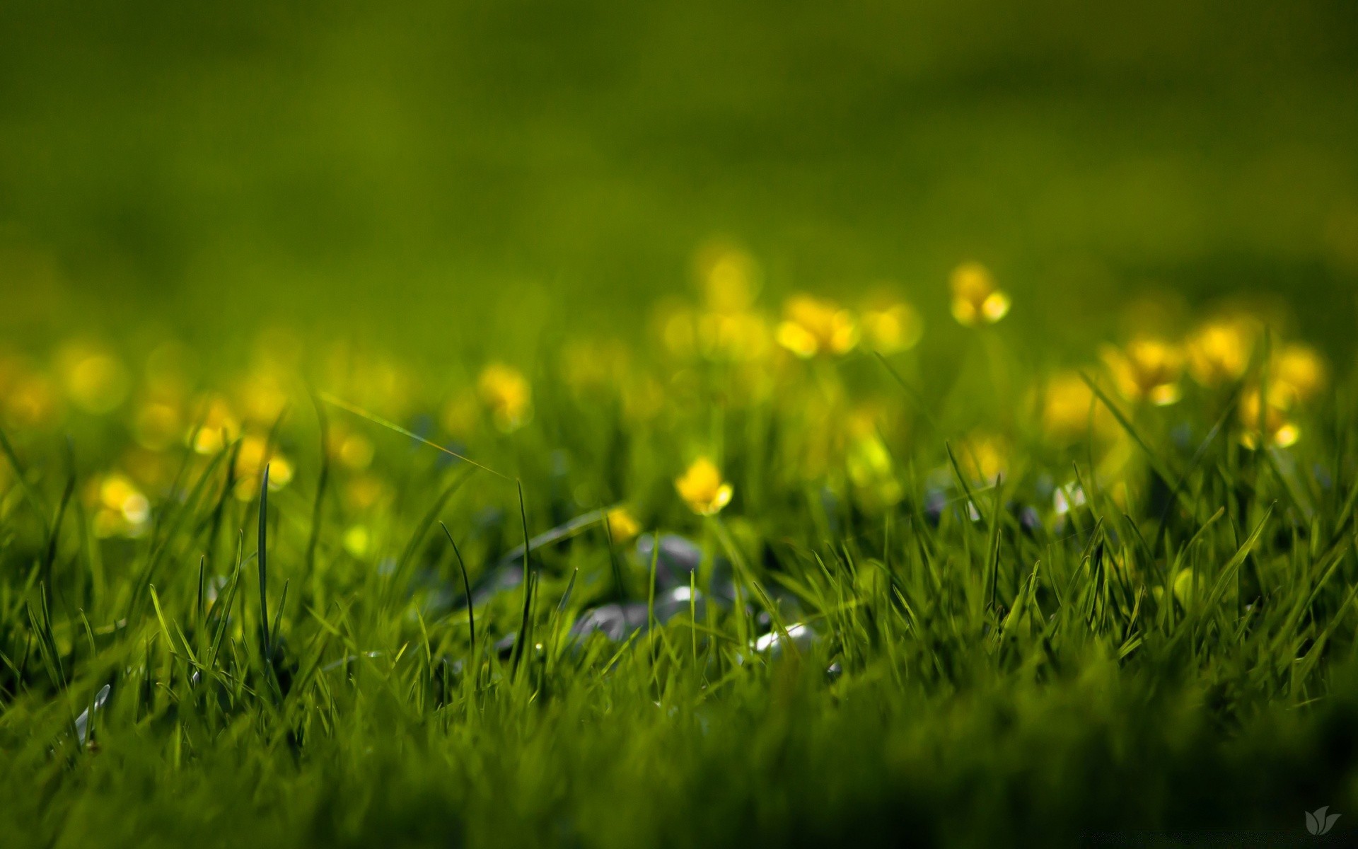 été herbe foin pelouse champ nature flore jardin feuille soleil croissance beau temps saison rural sol environnement pissenlit pâturage luxuriante sol