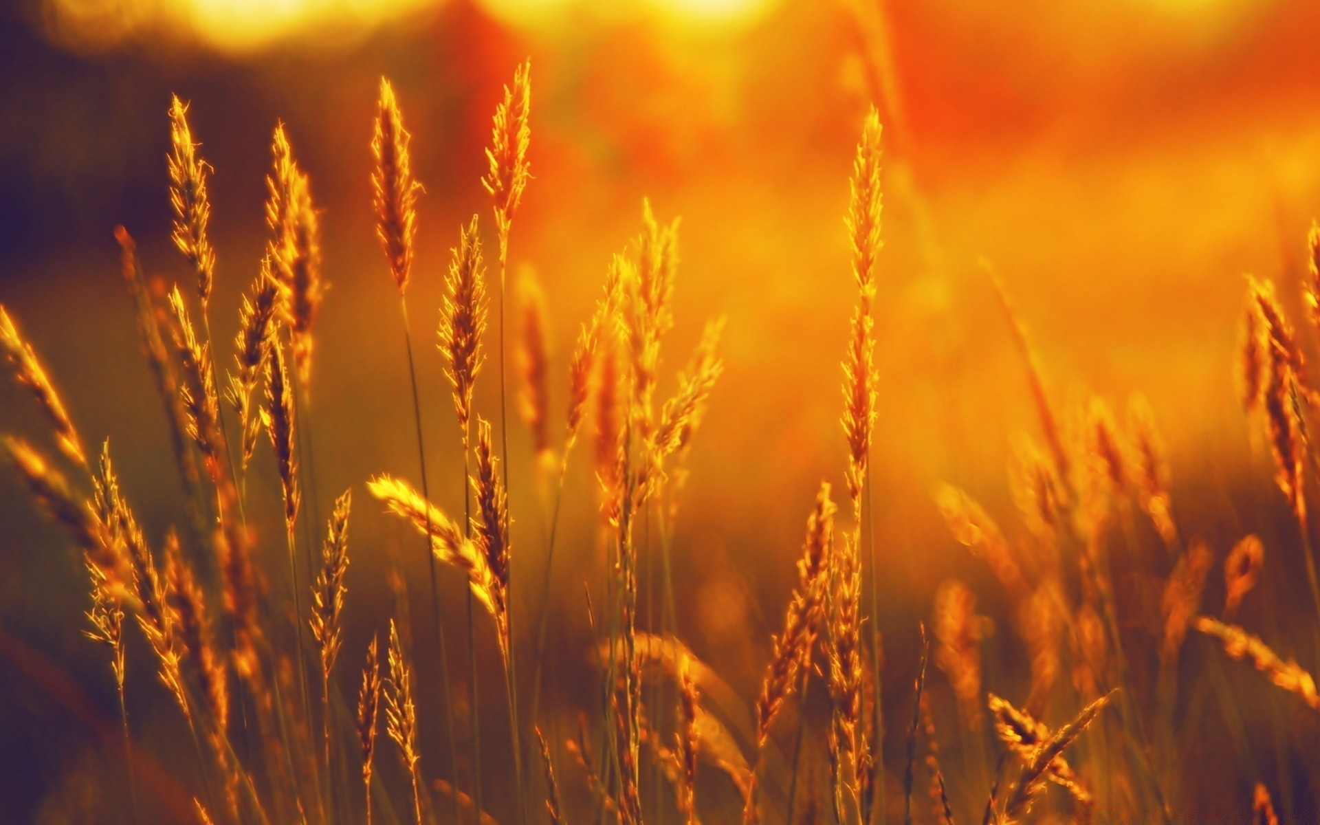 sommer getreide weizen des ländlichen mais weide gold sonne brot stroh bauernhof ernte feld landschaft natur wachstum gutes wetter samen roggen herbst