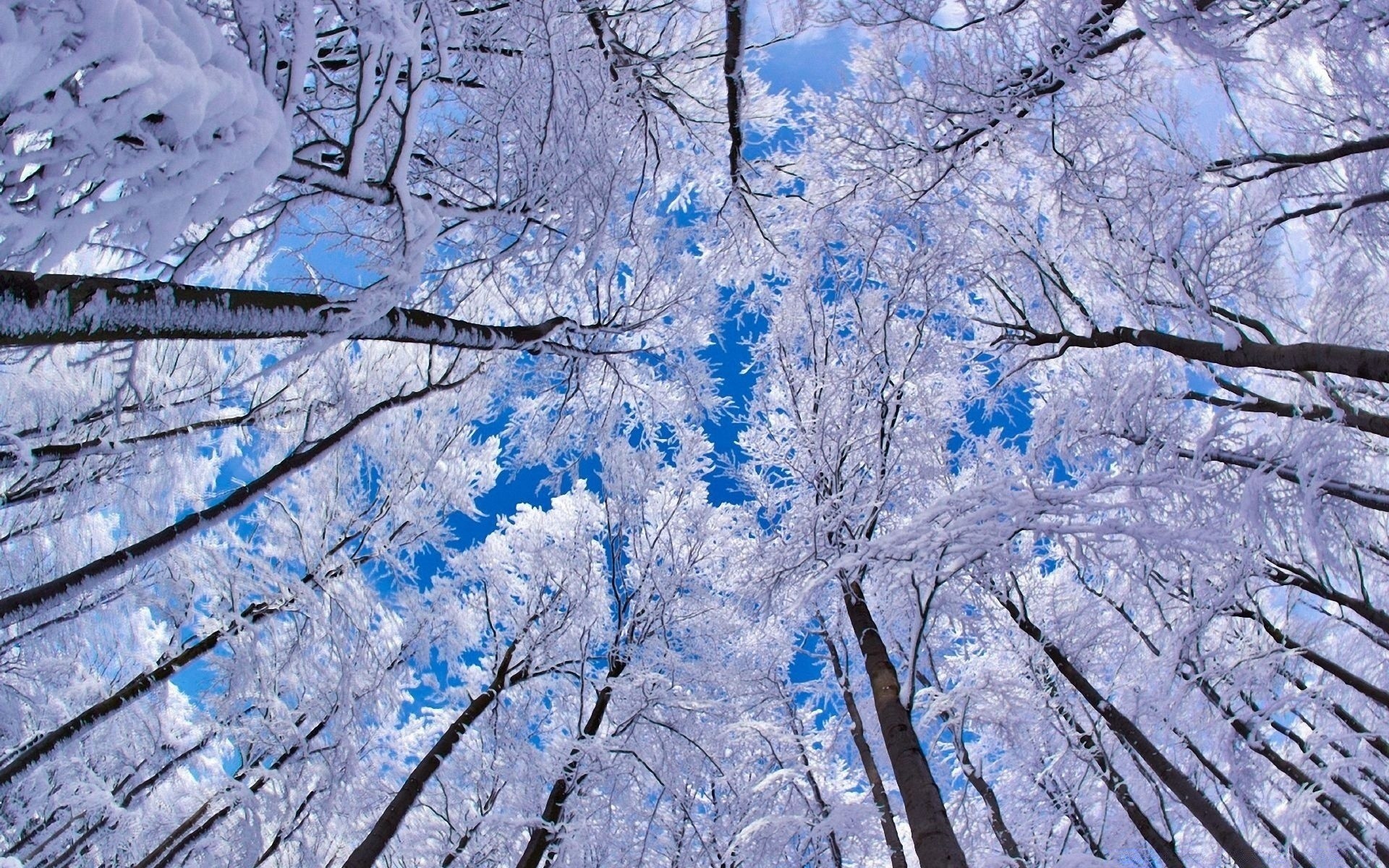 inverno neve freddo albero gelo stagione congelato ghiaccio ramo paesaggio legno natura ghiacciato tempo scenico gelido desktop neve-bianco