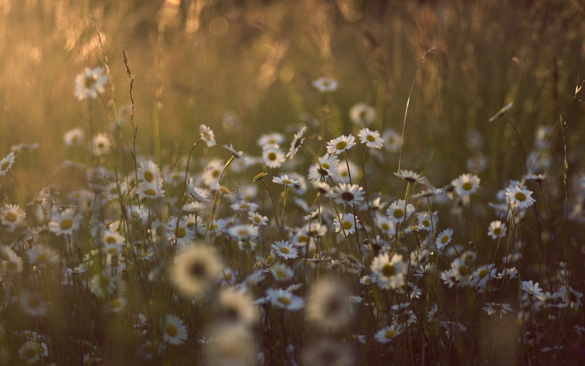 été fleur champ nature herbe foin à l extérieur soleil aube beau temps flou rural flore pâturages couleur paysage lumière croissance saison