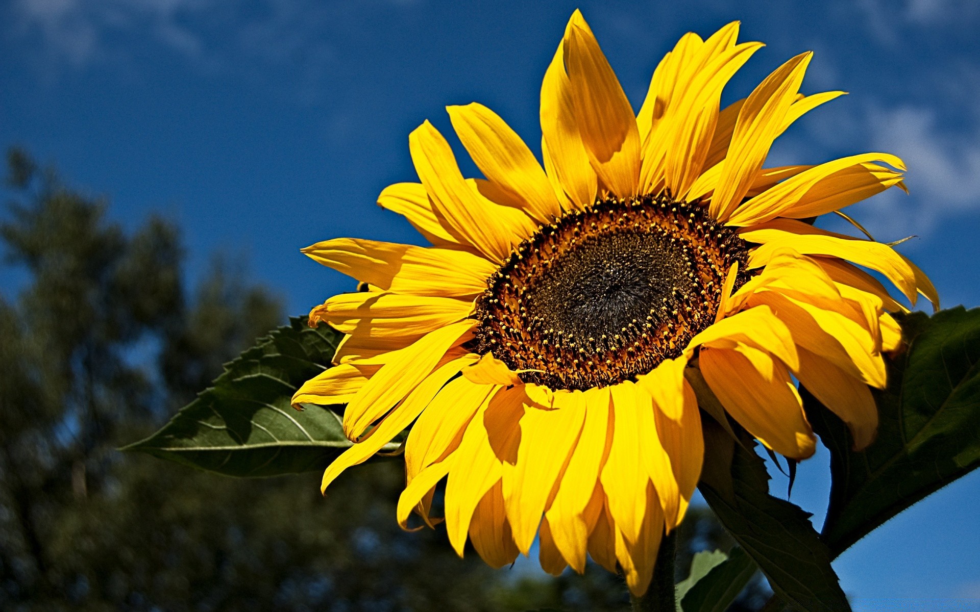 verano naturaleza flora flor hoja brillante girasol jardín hermoso crecimiento pétalo color sol temporada floral