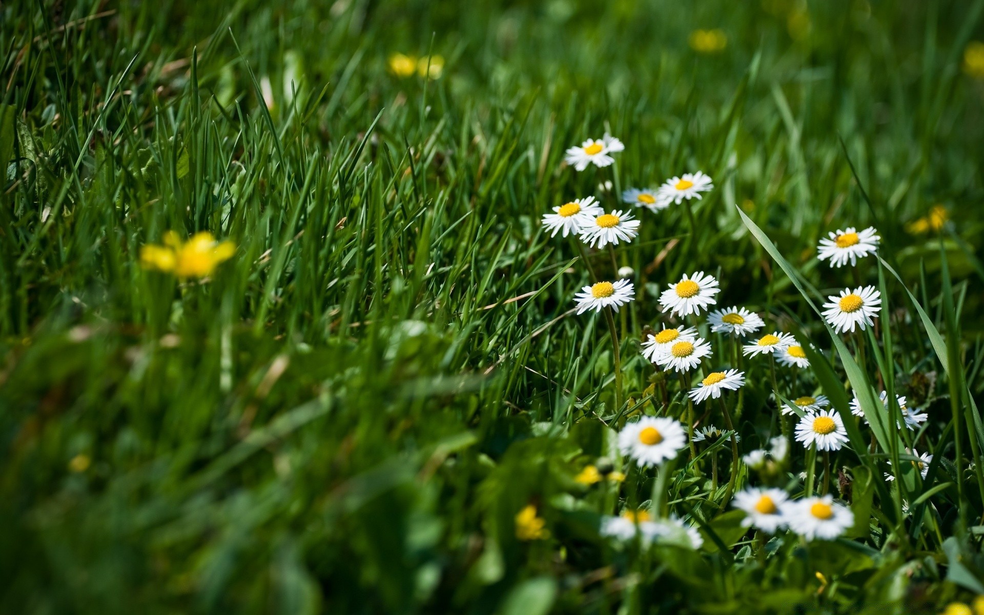 sommer gras natur feld flora heuhaufen garten blume rasen blatt des ländlichen hell jahreszeit wachstum gutes wetter medium im freien sonne blumen farbe