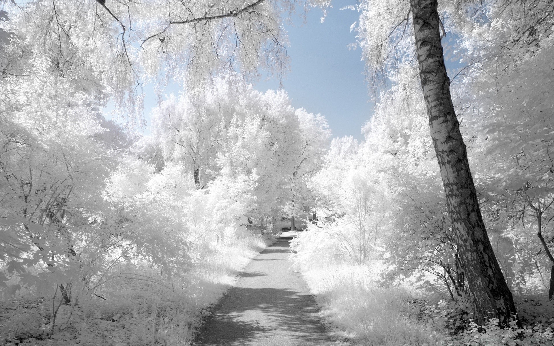 hiver paysage neige gel nature bois bois froid saison en plein air congelés glace scénique parc météo brouillard