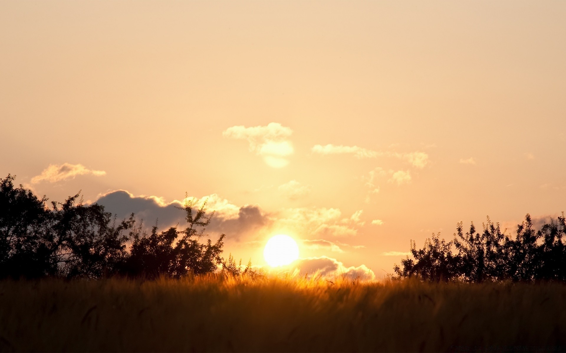 sommer sonnenuntergang dämmerung landschaft sonne abend nebel baum himmel dämmerung hintergrundbeleuchtung natur licht silhouette gutes wetter im freien nebel herbst feld