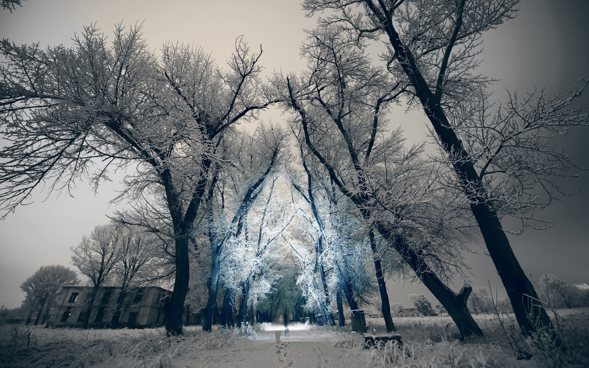 winter baum schnee nebel holz landschaft dämmerung kalt frost nebel zweig natur wetter eis gefroren landschaft herbst gutes wetter park