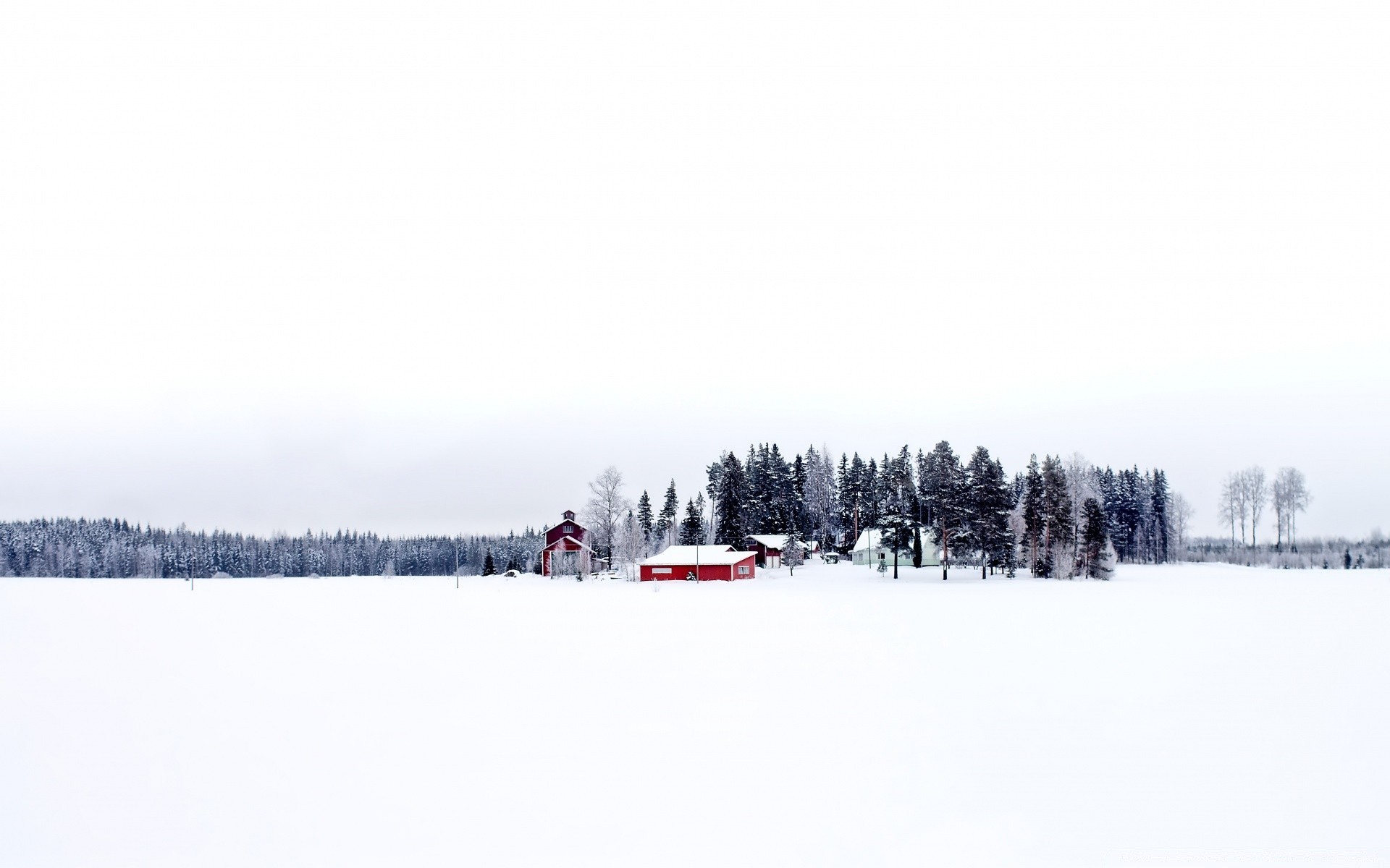 invierno nieve frío escarcha tiempo congelado niebla madera hielo árbol paisaje tormenta de nieve helada naturaleza