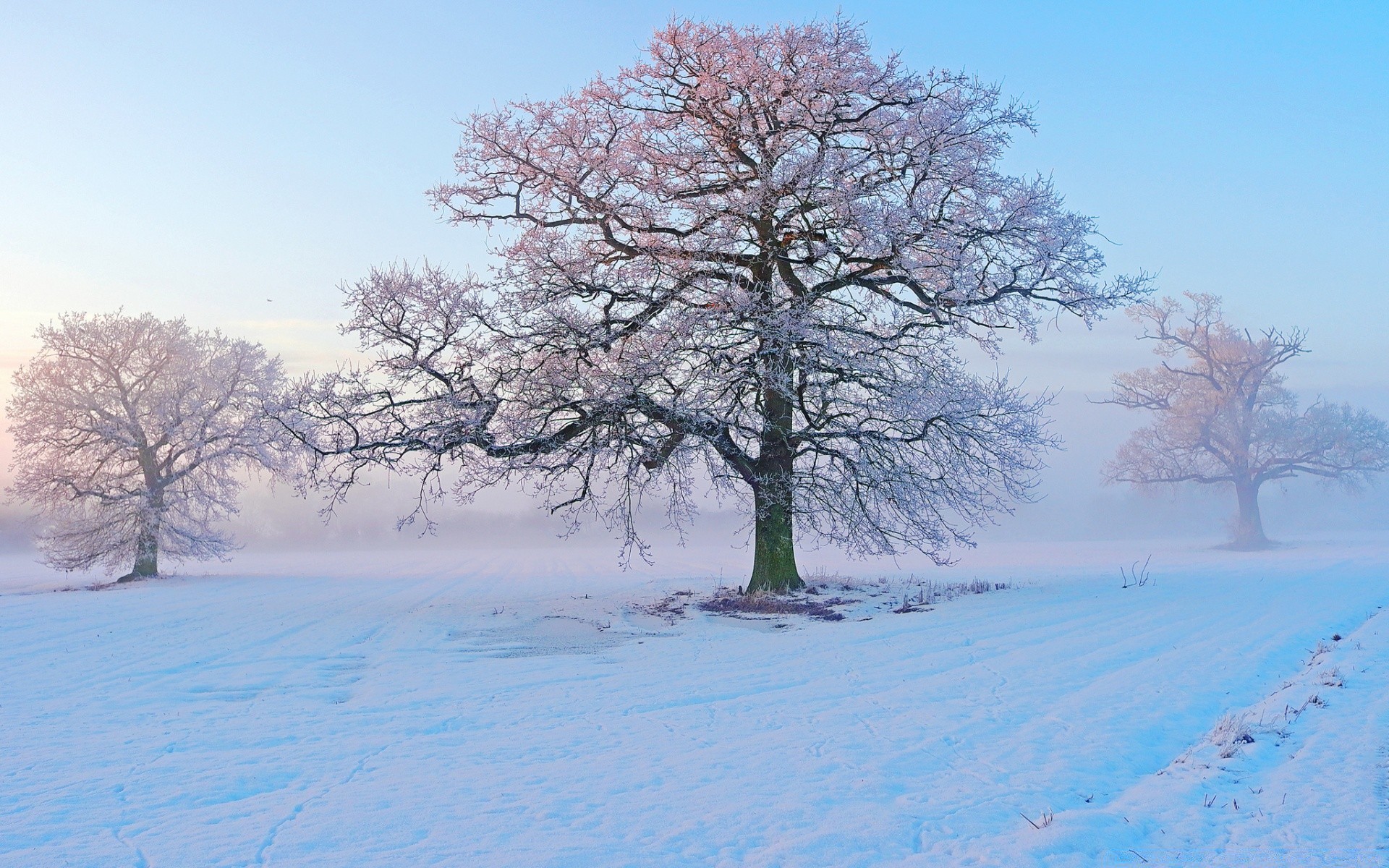 hiver neige froid paysage arbre gel bois saison branche congelé scénique météo glace neige-blanc nature scène givré campagne parc