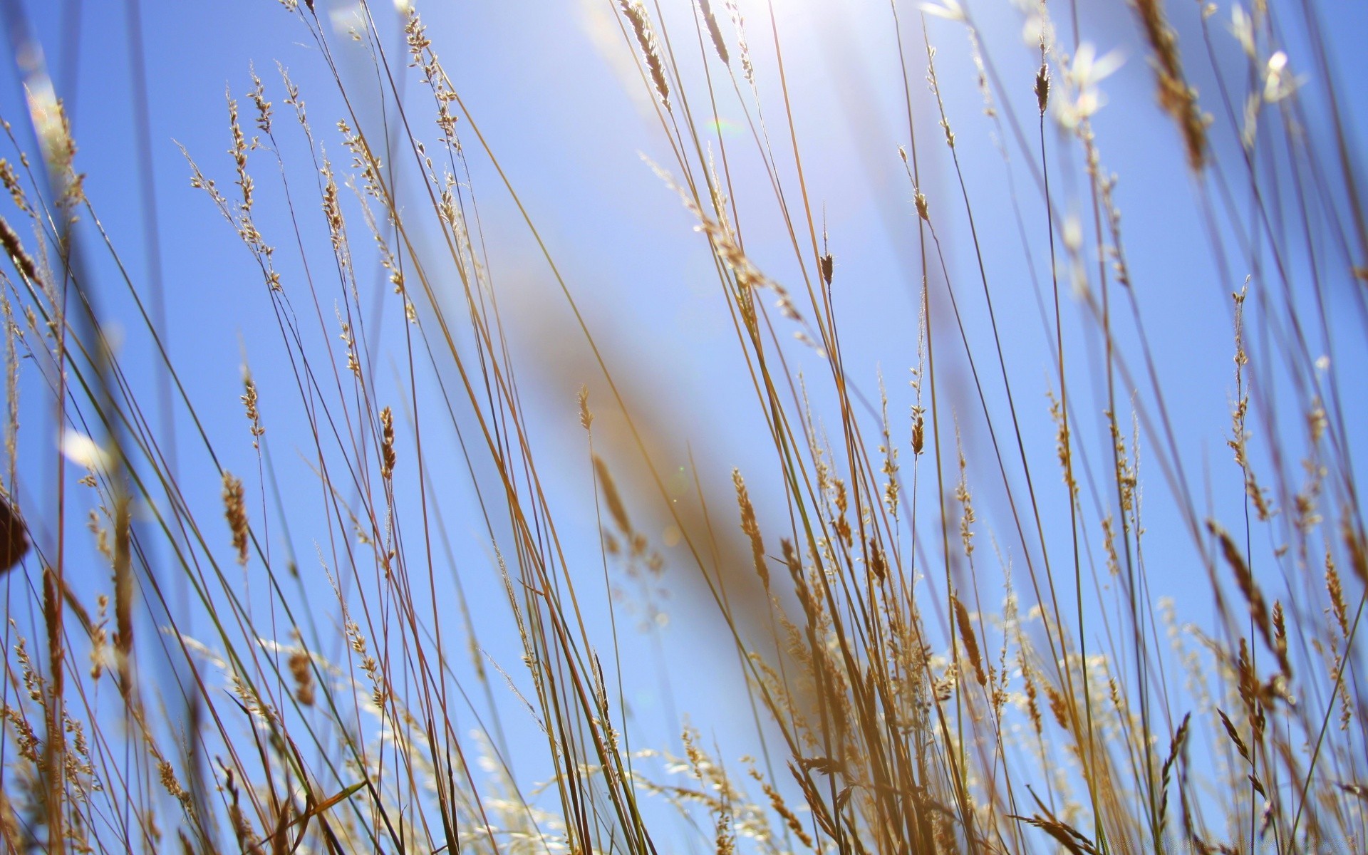 sommer des ländlichen weizen flocken natur wachstum reed gras stroh feld weide brot ernte im freien mais gutes wetter sonne schale flora