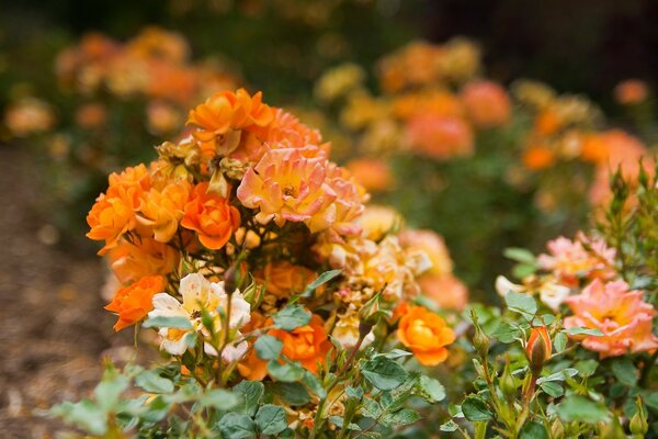 Le rose arancioni fioriscono nel letto