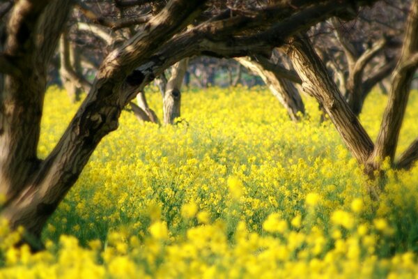 Campo de flores entre los árboles