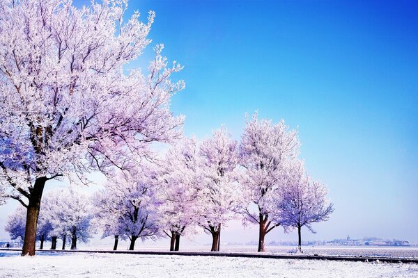冬天寒冷的一天，雪中的树木