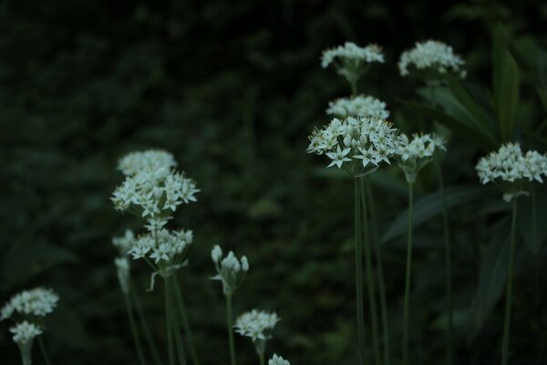 Fleurs blanches sur une tige haute