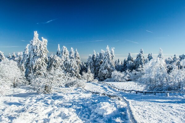 Winter, frosty day, all in ice