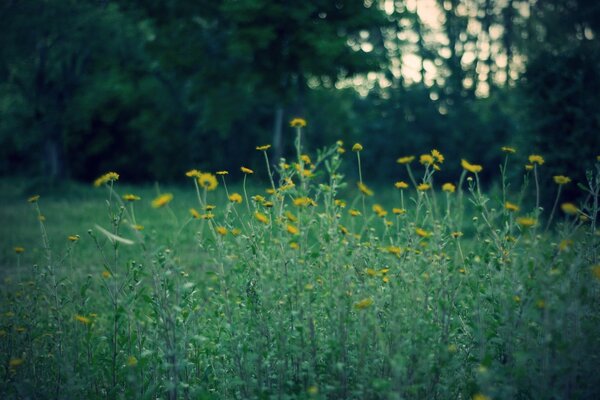 Evening forest, flower field