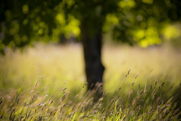 Nature calme sur une chaude journée d été