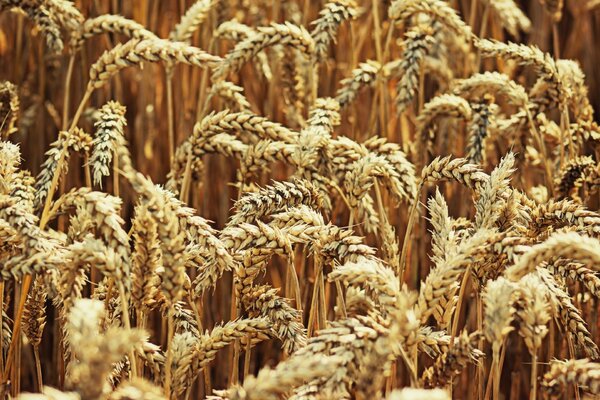 Golden wheat on a hot summer day