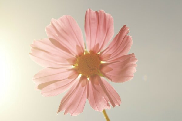 Bellissimo fiore rosa sullo sfondo del cielo