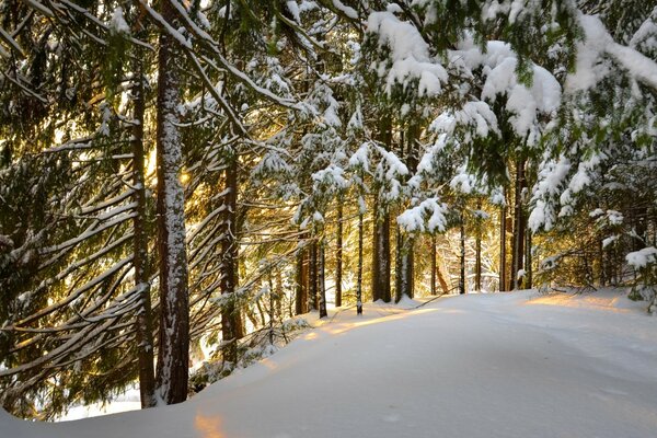 Forêt de conifères d hiver et congères