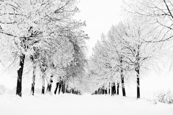 Śnieżna aleja z drzewami w szronach