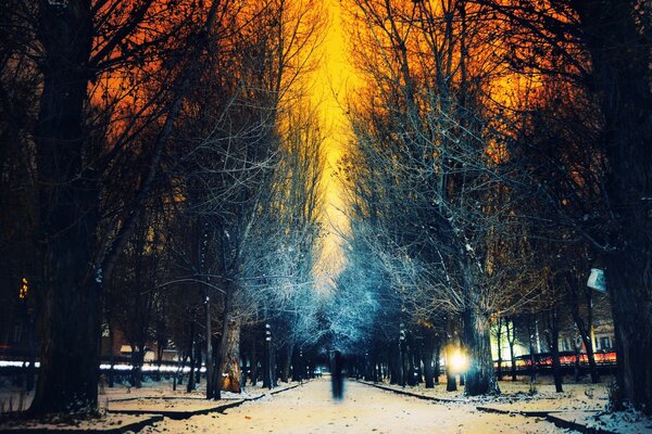 Allée de nuit, forêt orange