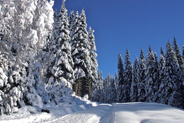 Wanderweg zwischen Schneewehen im verschneiten Wald