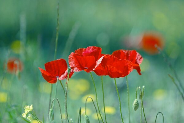 Tulipes rouges dans le champ, romance