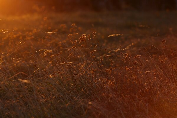 Feld mit Blumen auf Sonnenuntergang Hintergrund