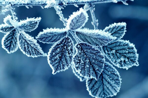 Jour glacial, feuille recouverte de givre