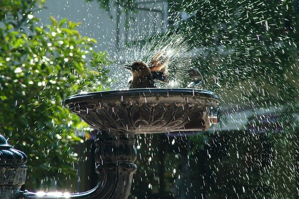 Vögel baden im Wasser