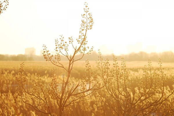 Natureza, campos de trigo douradas