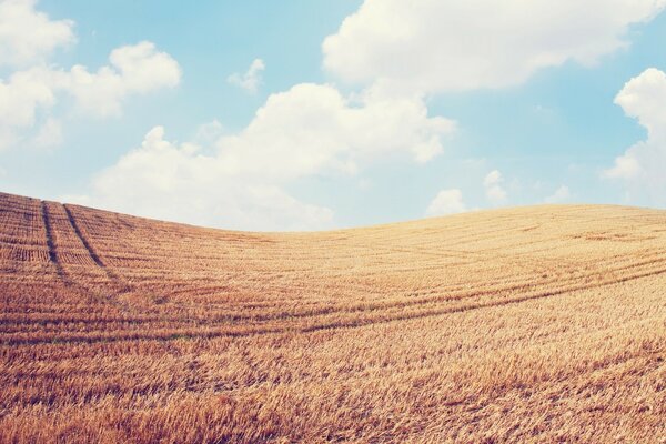 Beautiful landscape, field on the background of clouds