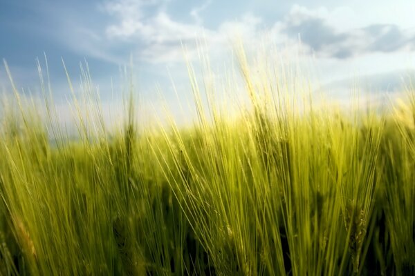 Green grass on a blue sky background