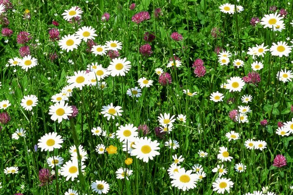 Sommer wundervolle Natur auf dem Feld