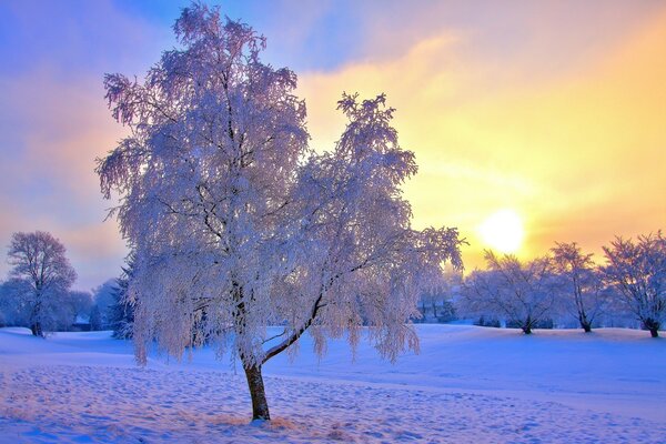 Baum im Frost im Hintergrund des Sonnenaufgangs