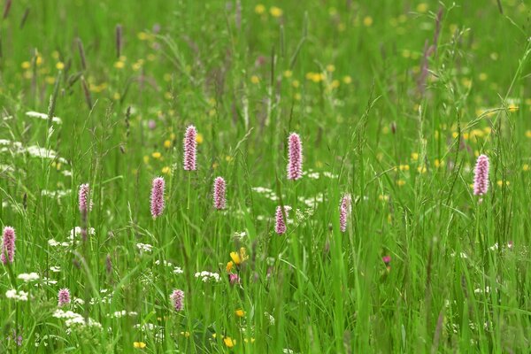 Fleurs des champs. Herbe verte