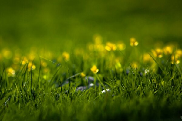 Grünes Gras und kleine gelbe Blüten im Feld unter Sonnenstrahlen