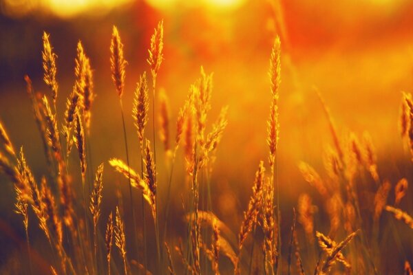 Coucher de soleil de blé de l été rural