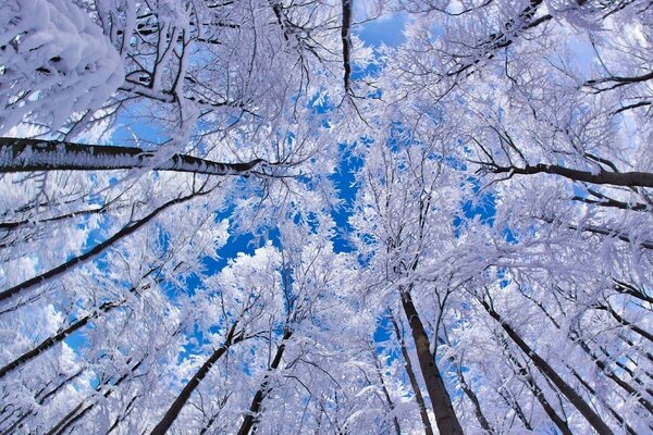 Les arbres d hiver s étendent vers le haut