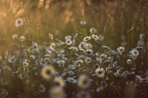 Summer landscape: sea of flowers