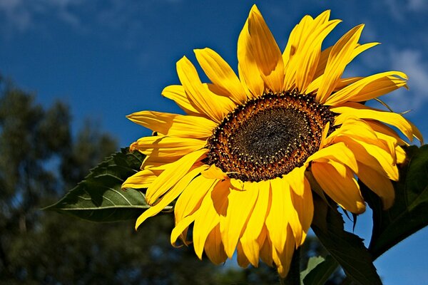 Girasole giallo su sfondo blu cielo