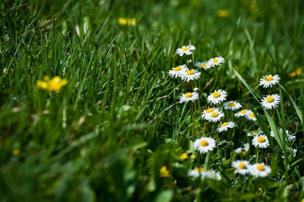 Daisies in bright green grass